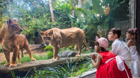 Bali Zoo Tour Balizoo2