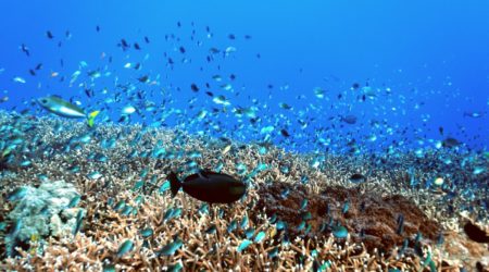 Nusa Penida Tour Nusapenida6